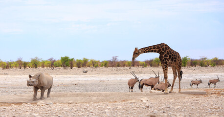 Critically endangered black Rhino at a waterhole with a giraffe and a small herd of Gemsbok Oryx in...
