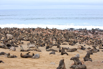 Cape Fur Seal Reserve, Namibia.  A large colony of cape fur seals in the birthung season, there are numerous pups, against a backdrop of the ocean