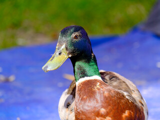 
Close-up of a pretty young duck looking for food, taken in Germany on a sunny day. 