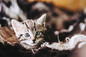 Portrait d'un adorable petit chaton rayé tigré aux yeux bleus à la maison