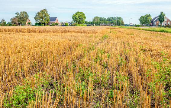 Grain field in the Dutch province of South Holland. Some of the wheat has already been harvested. Weeds grow between the grain stubble. It is a slightly cloudy day in the summer season.