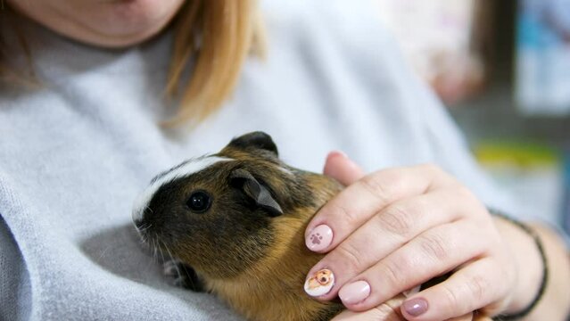 Close up of female vet holding guinea pig on the hand. Gently strokes her calming