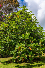 Fototapeta na wymiar An entire Breadfruit Tree with clouds and blue sky scientific name Artocarpus altilis in Kauai, Hawaii, United States. 
