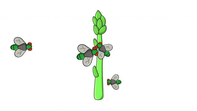 Animation of asparagus being attacked by flies
