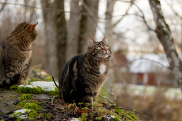 Domestic cats outside in the garden