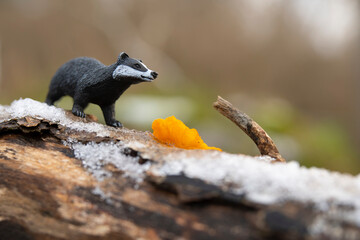 European badger and Golden jelly fungus on rotten wood in winter