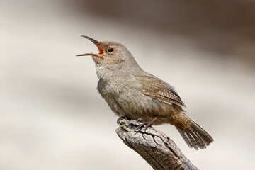 Cobb's Wren singing - rare and endemic Falklands bird