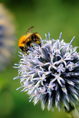 common carder bumble bee bombus pascuorum pollinating flower