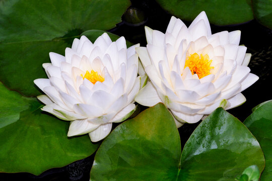 water lily 'Nymphaea Gonnere' white double flower with yellow centre