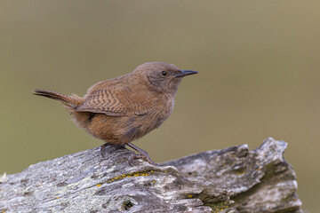 The rare and endemic Cobbs Wren