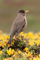 Falkland Thrush