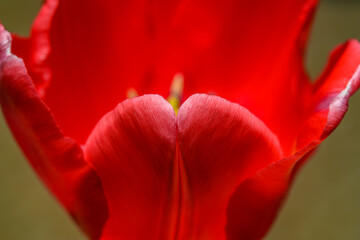 single red tulip flower detail from top