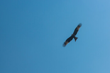 Black kite (Milvus migrans) flying in the blue sky