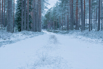 Snowy forest road