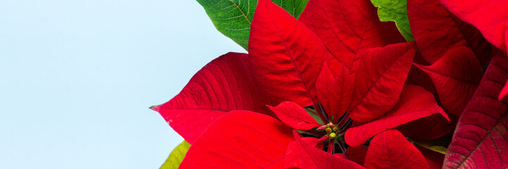 Beautiful Christmas Poinsettia flower closeup on a blue background, Merry Christmas and Happy New Year banner
