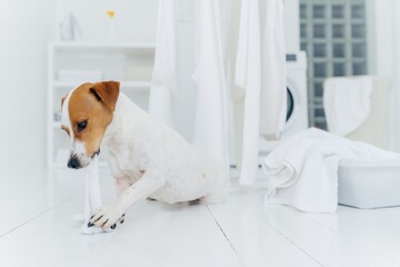 Dog playfully tugs on a white towel in a bright laundry room with washer in the background