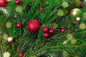 Obraz na płótnie Canvas Christmas branch of natural spruce with red and gold balls close-up. Christmas background.