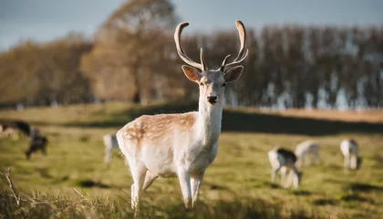 Gordijnen Roe deer buck standing on a meadow. © Ole