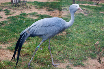 Blue crane or Stanley crane.
 Stanley crane lives in Namibia and the Republic of South Africa.