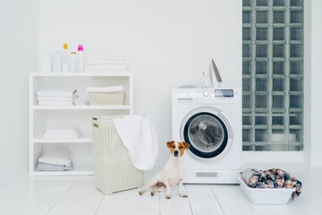 Dog sitting beside a washing machine in a bright laundry room with shelves of linen and detergents