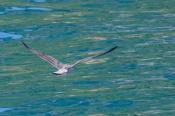 Close-up of a pretty young waterbird looking for food, taken in Germany on a sunny day. 