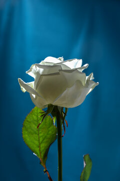 Elegent white rose against blue background.Empty space above