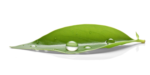 Surface Tension on a Leaf with Water Droplets