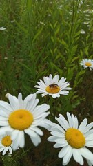 Obraz premium daisies in a garden