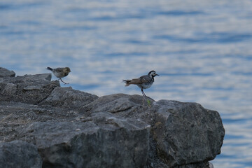 Close-up of a pretty young waterbird looking for food, taken in Germany on a sunny day. 