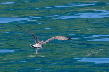 Close-up of a pretty young waterbird looking for food, taken in Germany on a sunny day. 