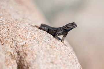 A lizard stands on a rock in Joshua Tree National Park, California
