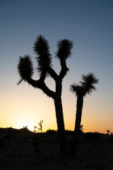 Silhouette of a Solitary Joshua Tree At golden Sunset In Joshua Tree National Park, California