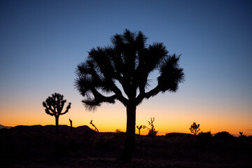 Back light of Joshua trees creating shapes as dusk breaks and the day ends, Joshua Tree NP, California