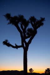 Back light of Joshua trees creating shapes as dusk breaks and the day ends, Joshua Tree NP, California