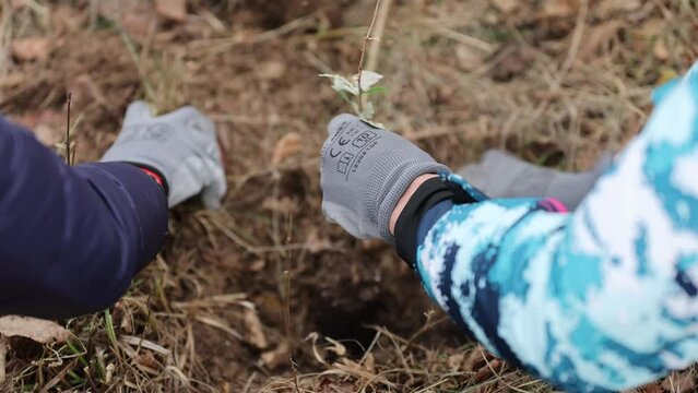 4k clip with oak sapling ready to be planted during a afforestation process