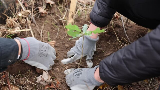 4k clip with oak sapling ready to be planted during a afforestation process