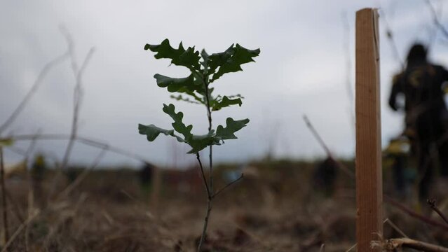 4k clip with oak sapling ready to be planted during a afforestation process