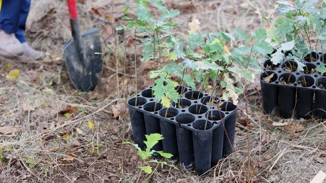 4k clip with oak sapling ready to be planted during a afforestation process