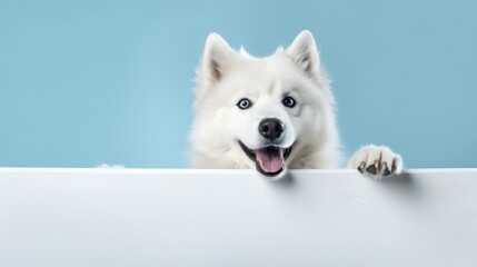 Portrait of a dog with blank banner. Copy-space.
