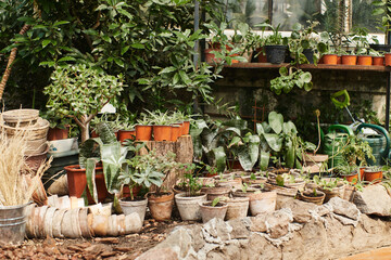 plants with green leaves in flower pots inside of greenhouse, horticulture concept