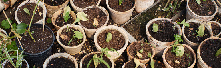 top view of green sprouts in soil inside of pots inside of greenhouse, potted plants banner