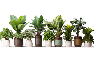 set of plant in a pot on transparent background - obrazy, fototapety, plakaty