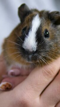 Close up of female vet holding guinea pig on the hand. Gently strokes her calming