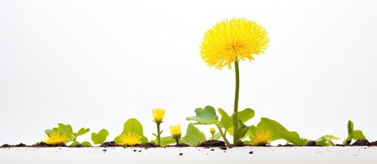 In a vibrant garden, a lone Taraxacum officinale, commonly known as a dandelion, stood tall and...