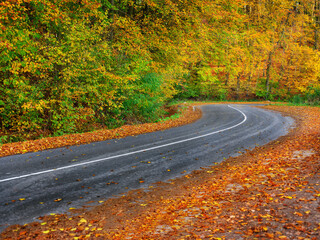 landscape view to curved asphalt highway and autumn forest by sides with free space
