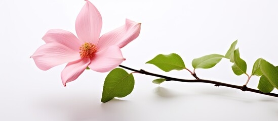 A beautiful pink flower isolated in a white background showcases the natural beauty of spring with its delicate petals and green stem.