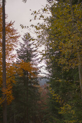 Fototapeta premium trees with autumnal colors in the mountains