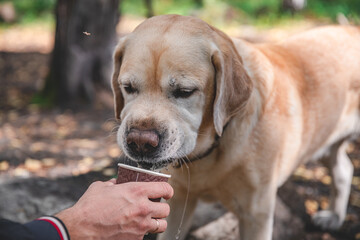 Labrador drinking water from a paper cup during a hike