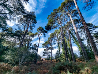 Scots Pine trees in County Donegal - Ireland