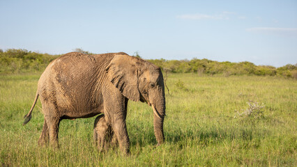 Fototapeta na wymiar Elephant calf ( Loxodonta Africana) seeking safety at her mother, Mara Naboisho Conservancy, Kenya.